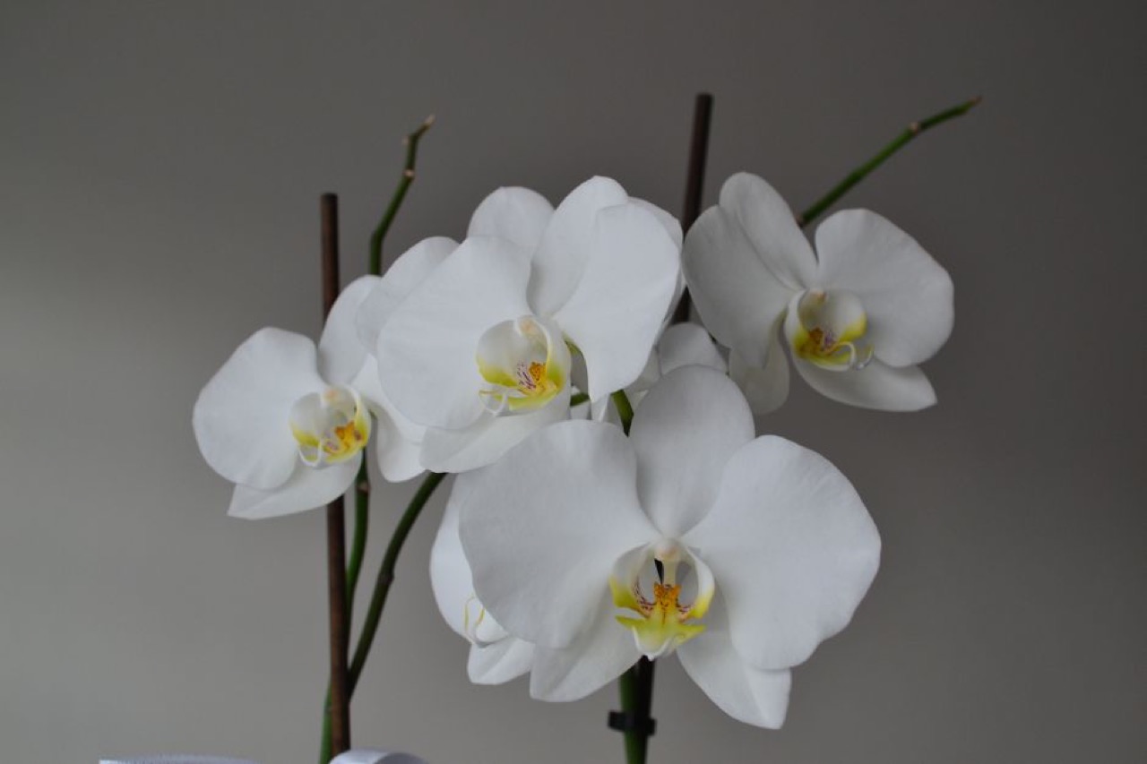 Broodie Funeral Parlour: contact numbers, services and funeral cover White orchid flowers - Broodie Funeral Parlour: contact numbers, services and funeral cover