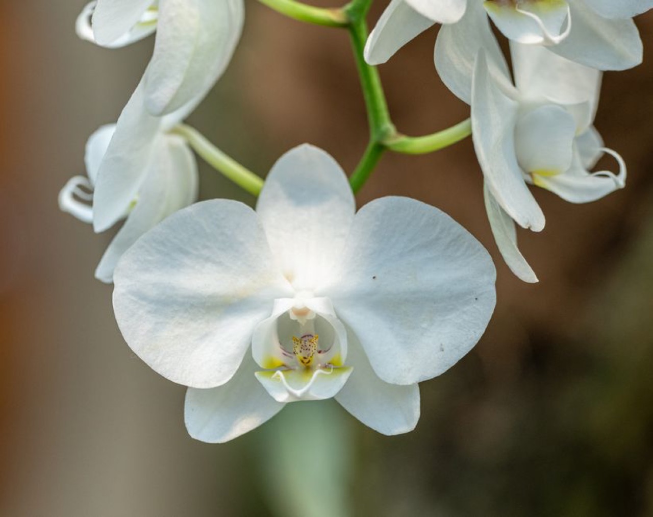 Doves Funerals: plans, contact numbers and how to claim White orchid flowers - Doves Funerals: plans, contact numbers and how to claim