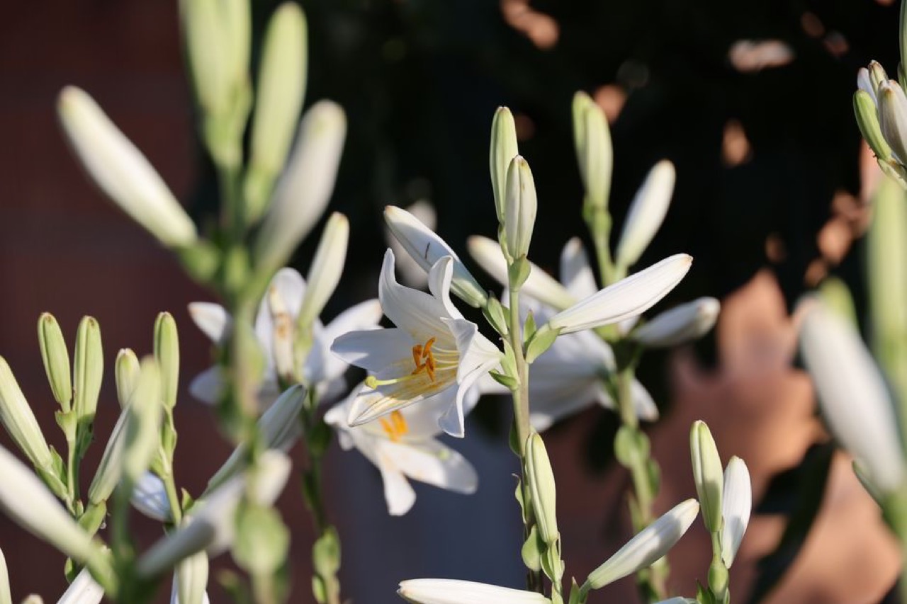GS Funeral Parlour: plans, contact details and what to check before you sign White lily flowers - GS Funeral Parlour: plans, contact details and what to check before you sign