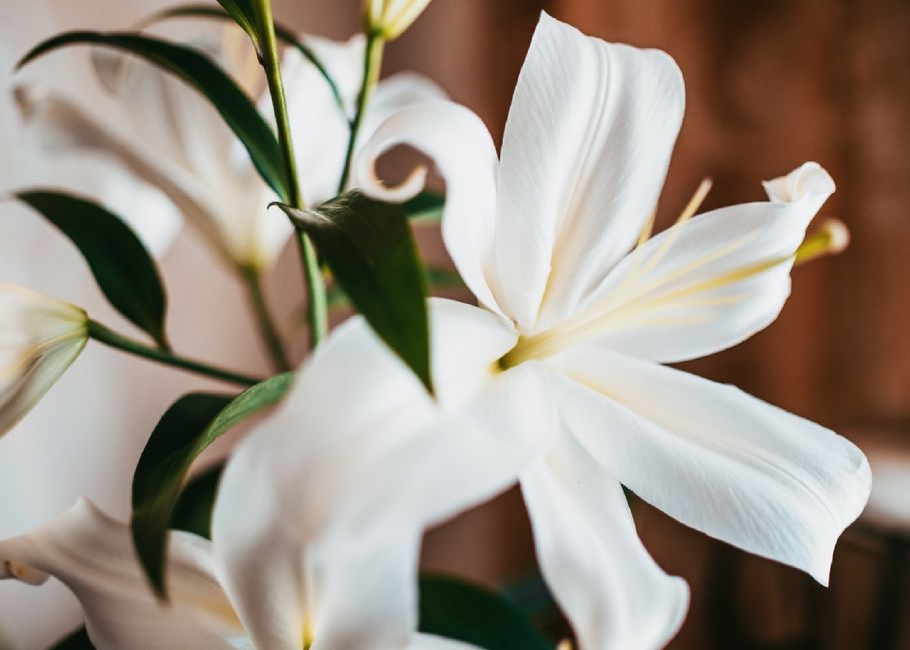 Icebolethu Funerals: Care and Dignity plans, contact numbers and claims White lily flowers - Icebolethu Funerals: Care and Dignity plans, contact numbers and claims