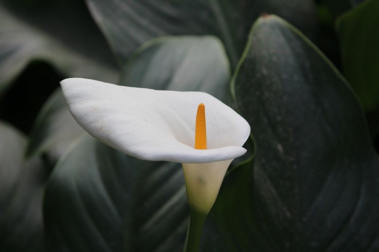 Kings and Queens Funeral: policies, contact numbers and branches Calla lily white - Kings and Queens Funeral: policies, contact numbers and branches
