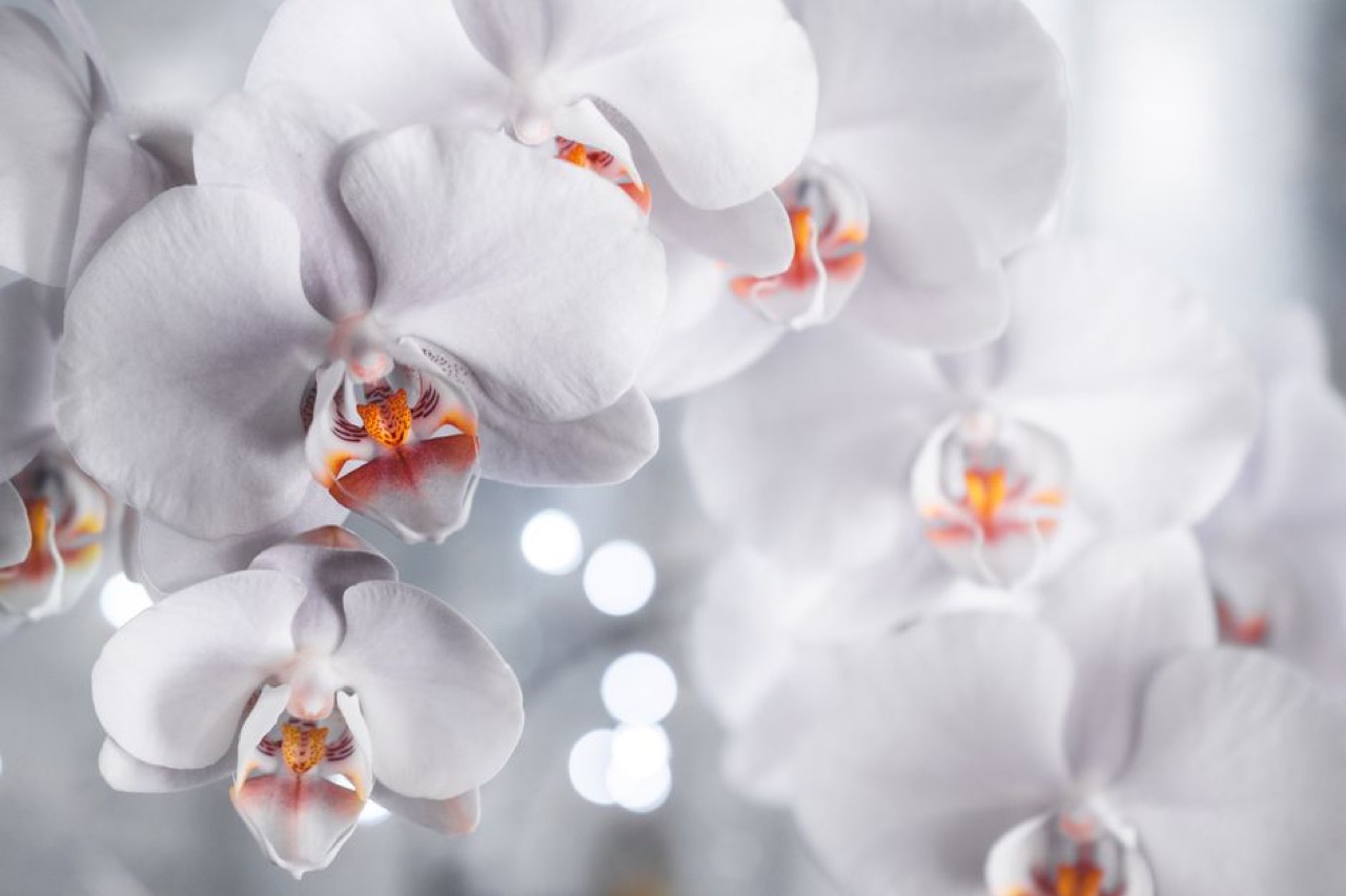 Martin's Funerals: funeral cover, contact numbers and services White orchid flowers - Martin's Funerals: funeral cover, contact numbers and services