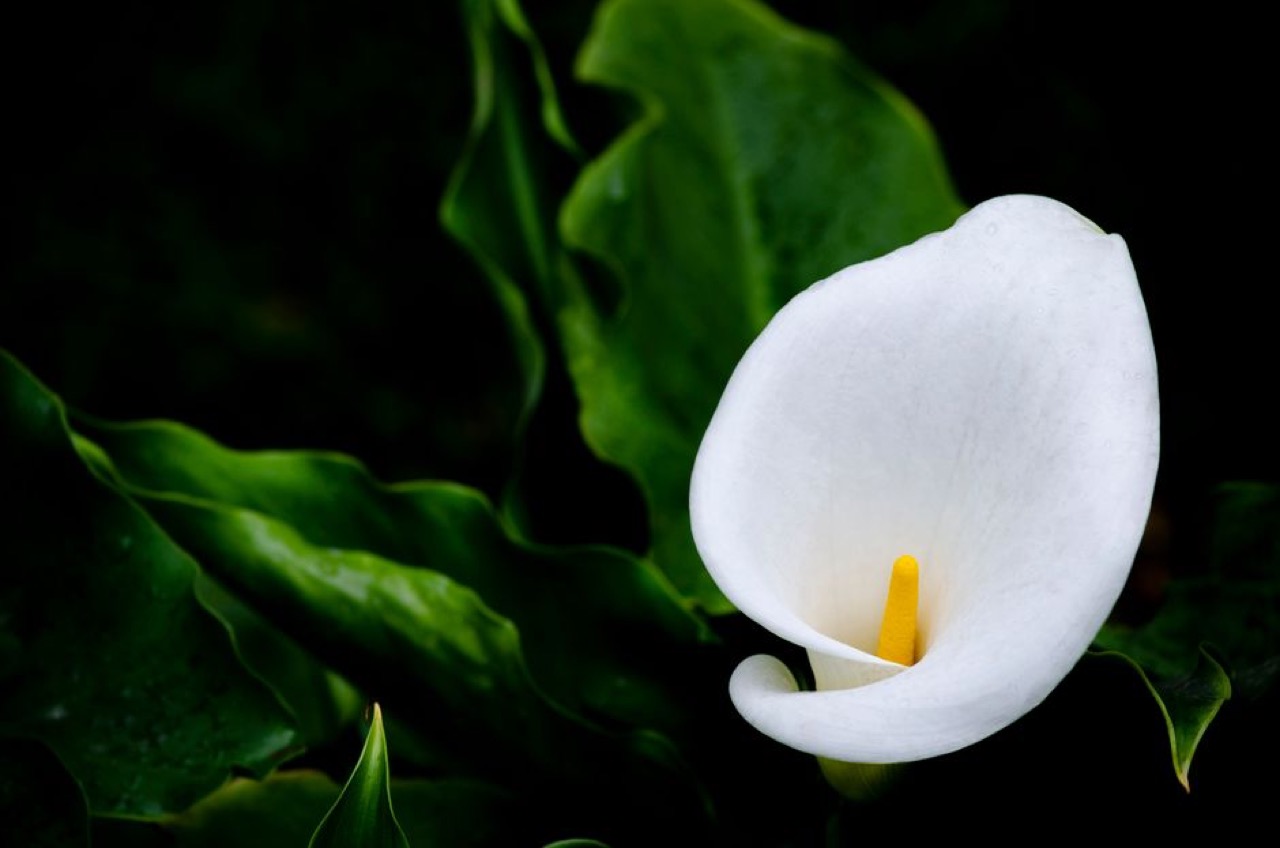 Pyramid Funeral Parlour: plans, contact numbers and branches Calla lily white - Pyramid Funeral Parlour: plans, contact numbers and branches