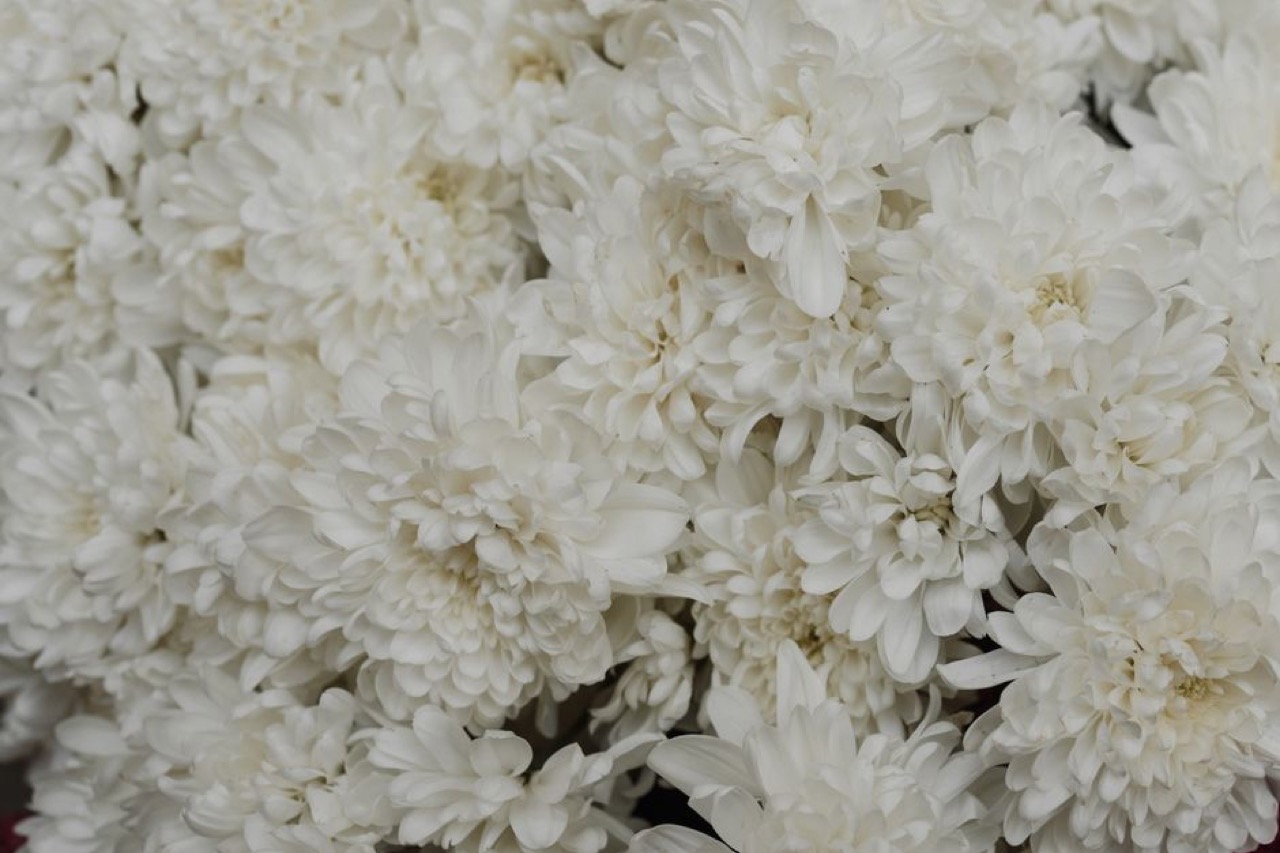 Two Mountains Burial Services: plans, contact numbers and how to claim White chrysanthemum flowers - Two Mountains Burial Services: plans, contact numbers and how to claim